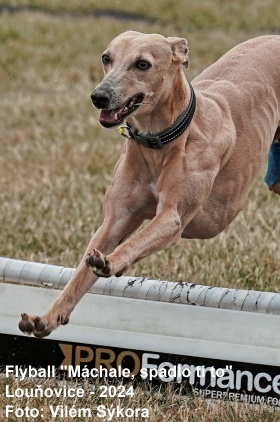 Flyball_Louňovice_2024_174.jpg