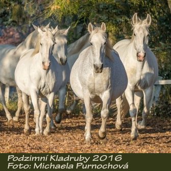 Podzimní Kladruby